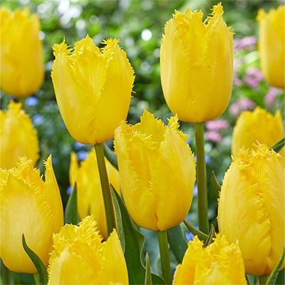 【はーページ】チューリップ12本&ブートニア はーページ】チューリップ12本&ブートニア ピンクチューリップと