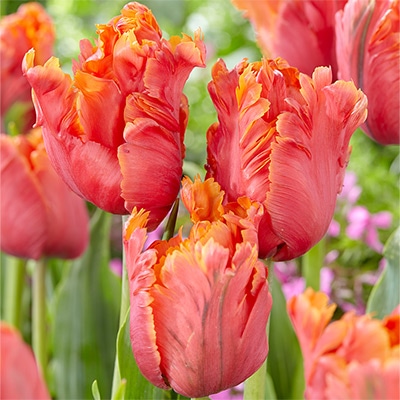 カラーパレット(R) チューリップ パーロット咲き アメイジングパーロット