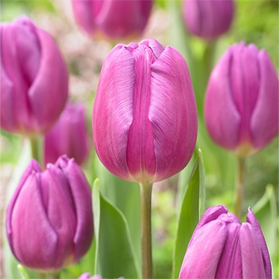 チューリップ 一重咲き パープルフラッグ