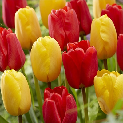 チューリップ 一重咲き ゴールデンアペルドーン＆アペルドーン