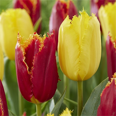 チューリップ フリンジ咲き ファビオ＆イエローファビオ