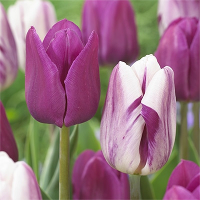 チューリップ 一重咲き ブルービューティー＆フレミングフラッグ