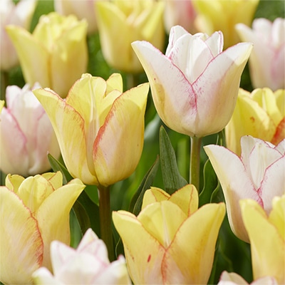 チューリップ 一重咲き ビューティードリーム＆ビューティートレンド