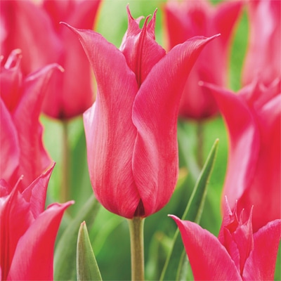 カラーパレット(R) チューリップ ユリ咲き　クイーンレーニア