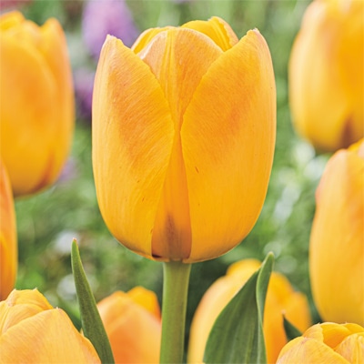 カラーパレット(R) チューリップ 一重咲き　ツォミングラブ