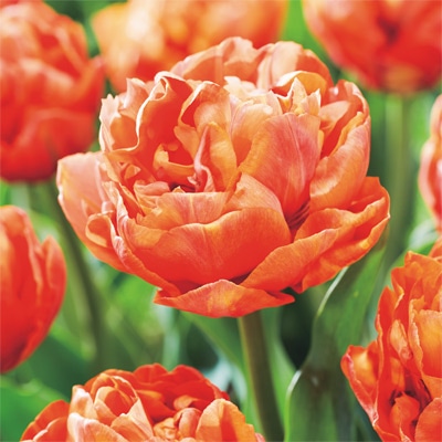 カラーパレット(R) チューリップ 八重咲き　バルディビラ