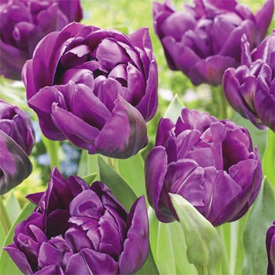 カラーパレット(R) チューリップ 八重咲き　 ネグリタダブル