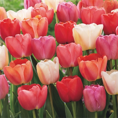 チューリップ パステルブレンド