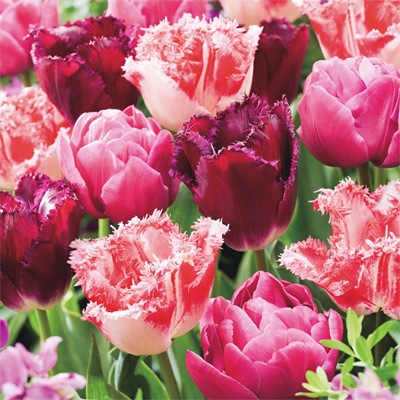 チューリップ ミステリアスブレンド