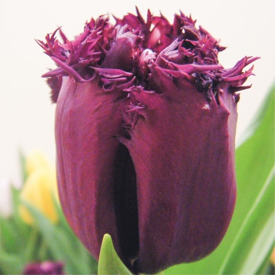 カラーパレット(R) チューリップ フリンジ咲き ゴリラ