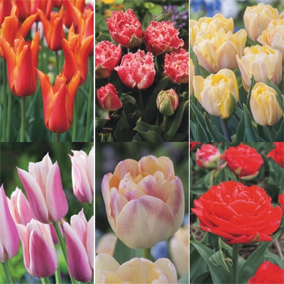 チューリップ プレミアムボリュームパック ユニークコレクション