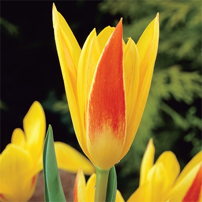 カラーパレット(R) チューリップ 一重咲き ジュゼッペヴェルディ