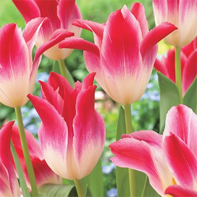 カラーパレット(R) チューリップ ユリ咲き ウィスパーリングドリーム