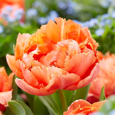 カラーパレット（R）チューリップ ロイヤルセンテニアル