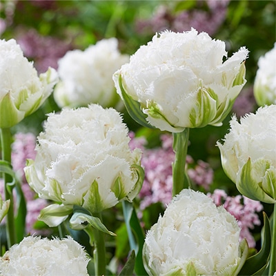 カラーパレット（R）チューリップ スノークリスタル