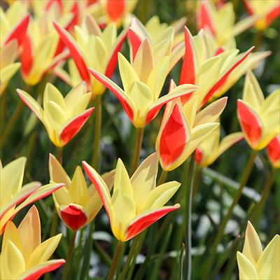 原種系チューリップ チンカ