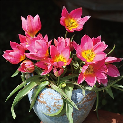 あかちゃんちゅうりっぷ ダニエラ