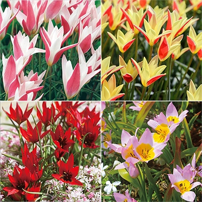 野放し球根日なた向き 原種チューリップ4種見計らいお買い得セット