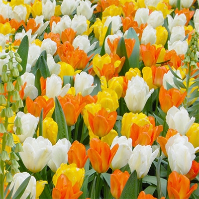 ぴったりちゅうりっぷ(R) 早春キャンバス