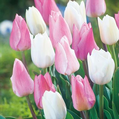 ぴったりちゅうりっぷ(R) 桜色キャンバス