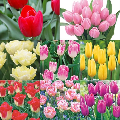 アーリースマイル(R) チューリップミックス （冷蔵球）