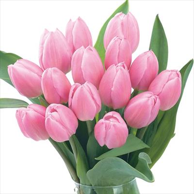 アーリースマイル(R)チューリップ クリスマスドリーム （冷蔵球）