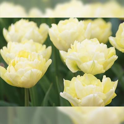 アーリースマイル(R)チューリップ ベロナ （冷蔵球）