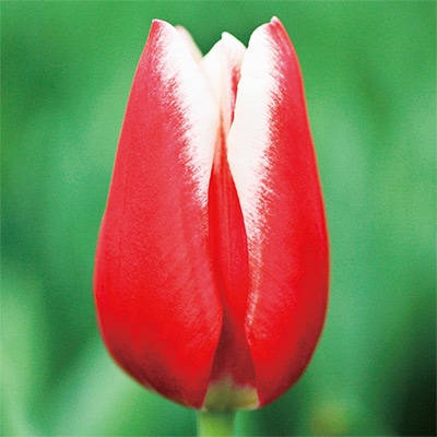 アーリースマイル(R)チューリップ リンファンダーマーク（冷蔵球）