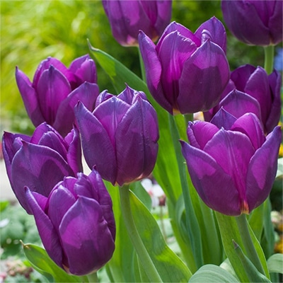 アーリースマイル(R)チューリップ ラップトップ（冷蔵球）