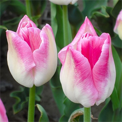 アイスチューリップ ファーストクラス