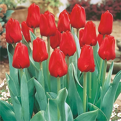 アイスチューリップ イルデフランス