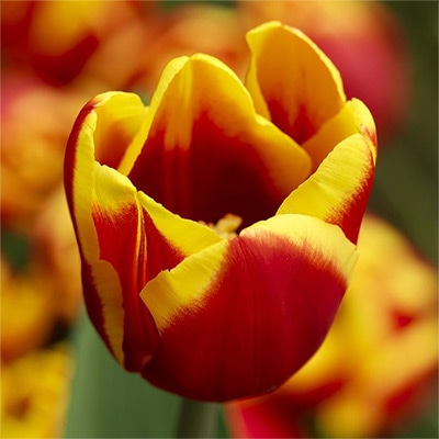 アイスチューリップ デンマーク