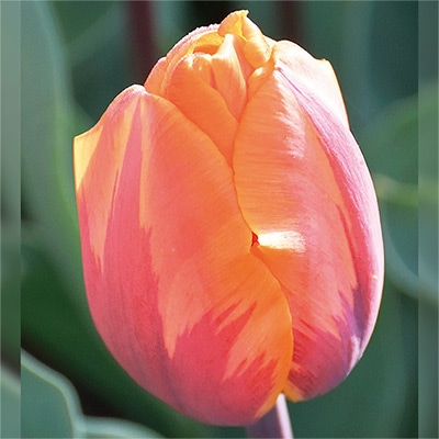 アイスチューリップ プリンセスイレーネ