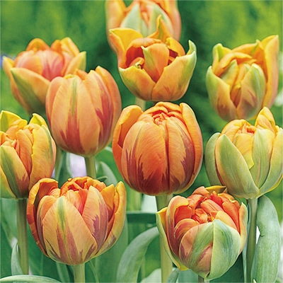 アイスチューリップ オレンジプリンセス