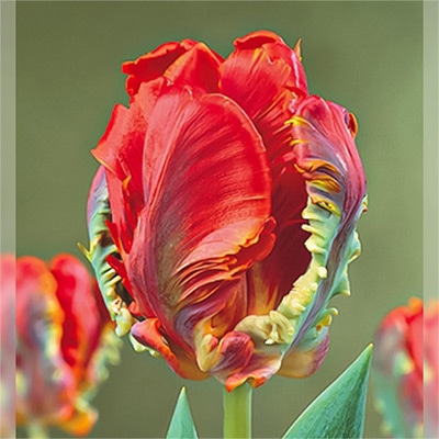 アイスチューリップ ロココ