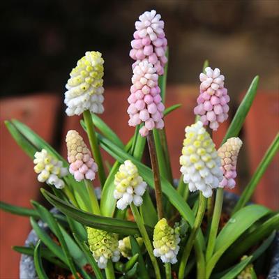 ムスカリ ピンク＆ホワイトミックス