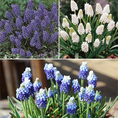 ムスカリ 詰め合わせ