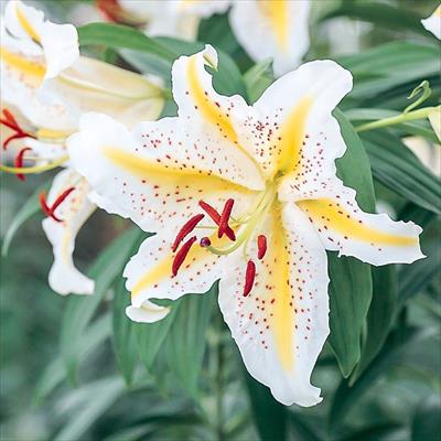 ユリ オーラタム ゴールドバンド