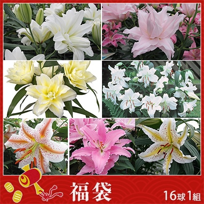 オリエンタルユリ 見計らい福袋