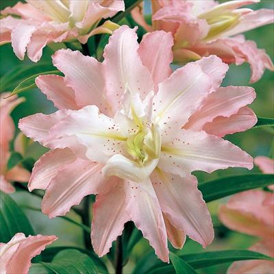 草花の球根 ユリ 種 タネ 球根 苗の通販はサカタのタネ オンラインショップ