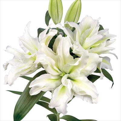 オリエンタルユリ ローズリリー アイシャ