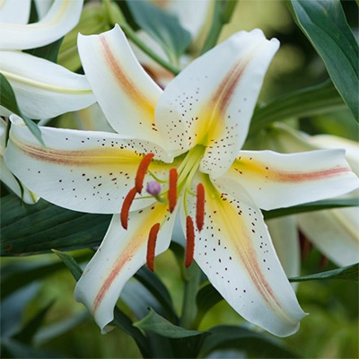 53300108_s.jpg