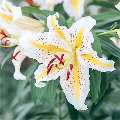 ユリ オーラタム ゴールドバンド