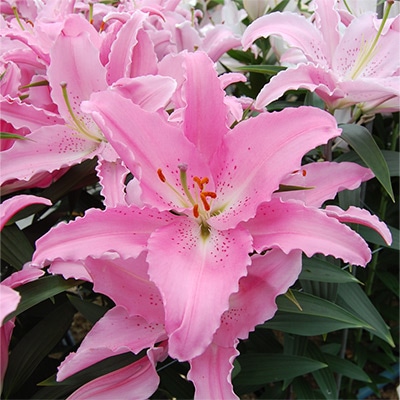 オリエンタルユリ チェルシー