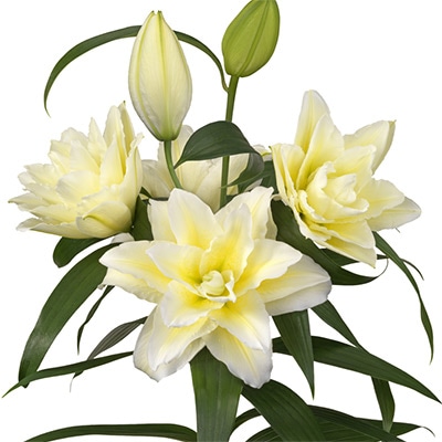 オリエンタルユリ ローズリリー ルドウィナ