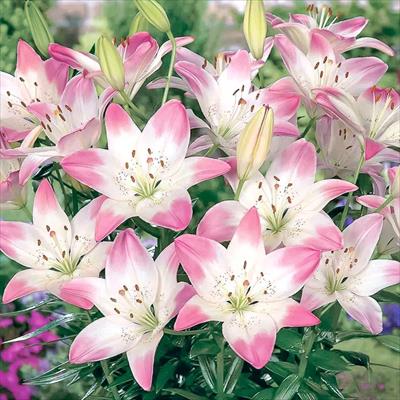 スカシユリ フェアリーリリー シュガーラブ