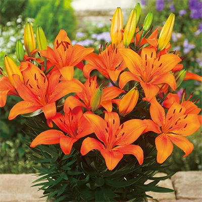 スカシユリ フェアリーリリー オレンジマトリックス