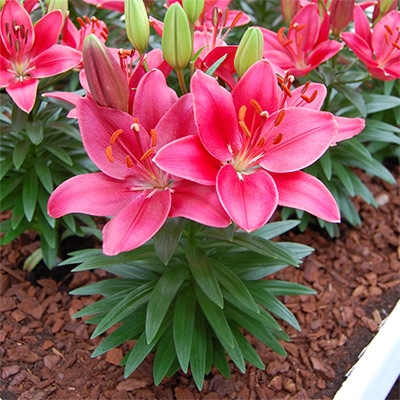 フェアリーリリー スカシユリ ブザー