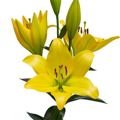 スカシユリ カバリア