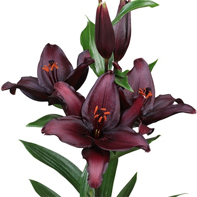 スカシユリ シークレットキス